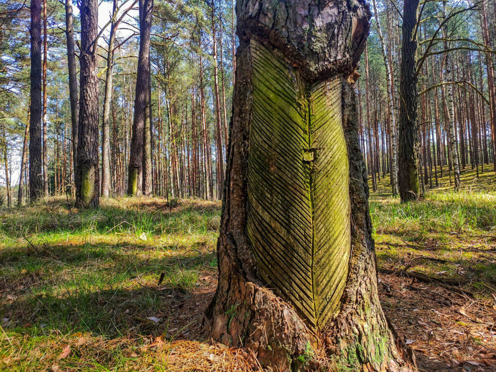 Spała żywiczarska. fot. Bartosz Morawski